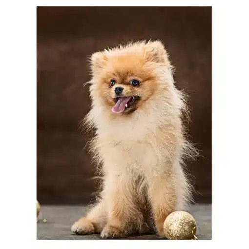 Tablou caine rasa Pomeranian 4156 front