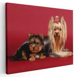 Tablou caini Yorkshire Terrier 4185