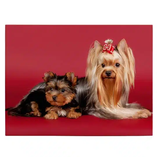 Tablou caini Yorkshire Terrier 4185 front