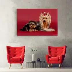 Tablou caini Yorkshire Terrier 4185 hol