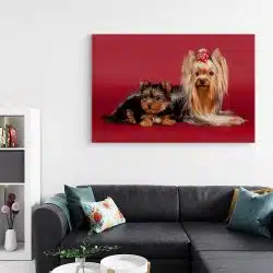 Tablou caini Yorkshire Terrier 4185 living