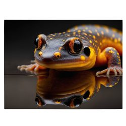 Tablou canvas salamandra cu propria reflexie portocaliu negru 1136 front - Afis Poster salamandra cu propria reflexie portocaliu negru pentru living casa birou bucatarie livrare in 24 ore la cel mai bun pret.