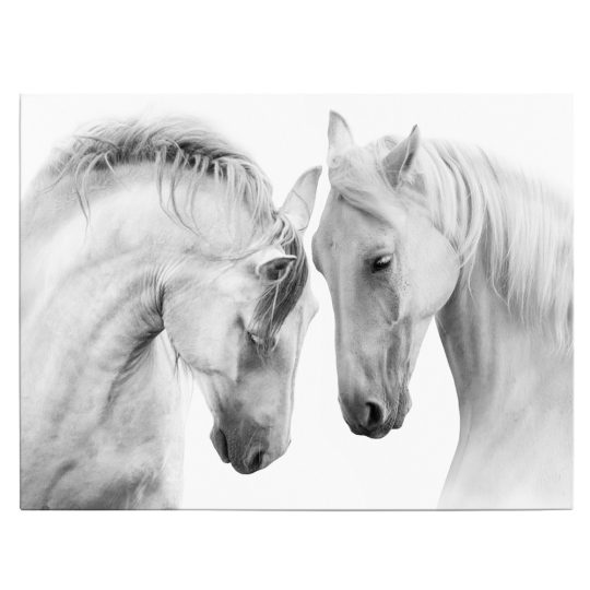 Tablou doi cai albi fundal alb alb negru 1898 front - Afis Poster Tablou doi cai albi fundal alb alb negru pentru living casa birou bucatarie livrare in 24 ore la cel mai bun pret.