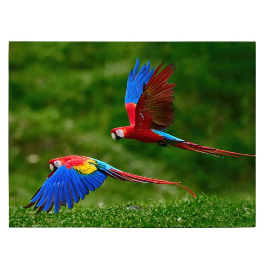 Tablou doi papagali Ara in zbor rosu albastru verde 1600 front - Afis Poster doi papagali Ara in zbor rosu albastru verde pentru living casa birou bucatarie livrare in 24 ore la cel mai bun pret.