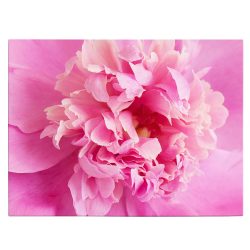 Tablou floare bujor roz detaliu