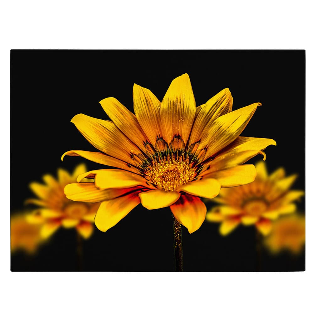 Tablou floare de gazanie galbena - Material produs:: Tablou canvas pe panza CU RAMA, Dimensiunea:: 60x80 cm