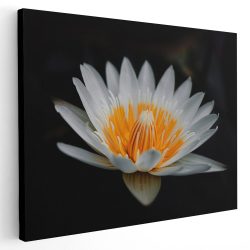 Tablou floare de lotus alb
