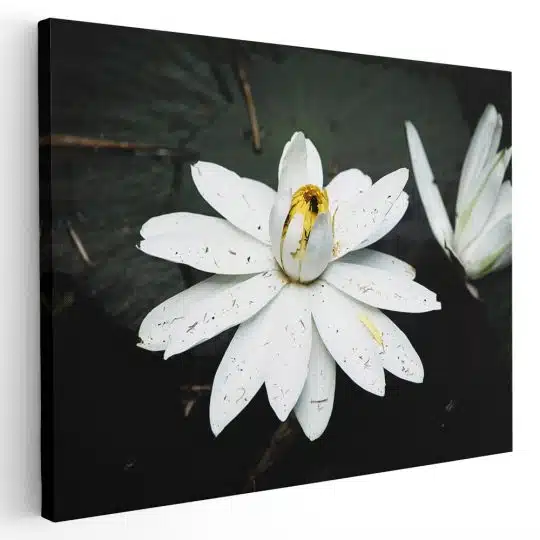 Tablou floare de lotus alba