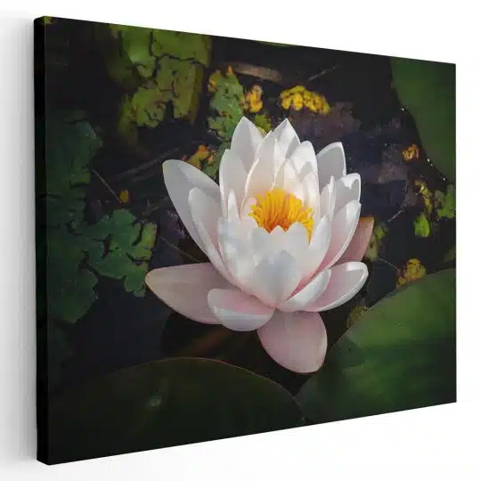 Tablou floare de lotus alba