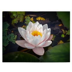 Tablou floare de lotus alba