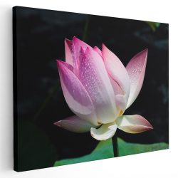 Tablou floare de lotus roz