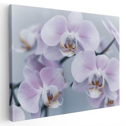 Tablou floare orhidee detaliu alb roz 1577 - Afis Poster floare orhidee detaliu alb roz pentru living casa birou bucatarie livrare in 24 ore la cel mai bun pret.