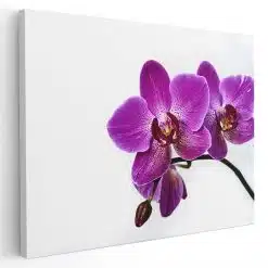 Tablou floare orhidee pe fundal alb violet alb 1584 - Afis Poster Tablou floare orhidee pentru living casa birou bucatarie livrare in 24 ore la cel mai bun pret.