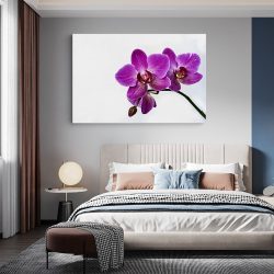 Tablou floare orhidee pe fundal alb violet alb 1584 dormitor - Afis Poster Tablou floare orhidee pentru living casa birou bucatarie livrare in 24 ore la cel mai bun pret.