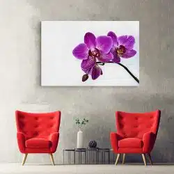 Tablou floare orhidee pe fundal alb violet alb 1584 hol - Afis Poster Tablou floare orhidee pentru living casa birou bucatarie livrare in 24 ore la cel mai bun pret.