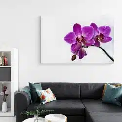 Tablou floare orhidee pe fundal alb violet alb 1584 living - Afis Poster Tablou floare orhidee pentru living casa birou bucatarie livrare in 24 ore la cel mai bun pret.