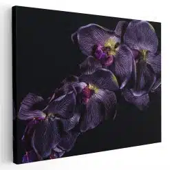 Tablou floare orhidee violet pe fundal negru violet negru 1591 - Afis Poster Tablou floare orhidee violet pentru living casa birou bucatarie livrare in 24 ore la cel mai bun pret.