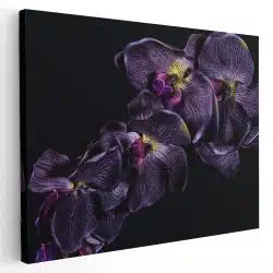 Tablou floare orhidee violet pe fundal negru violet negru 1591 - Afis Poster Tablou floare orhidee violet pentru living casa birou bucatarie livrare in 24 ore la cel mai bun pret.