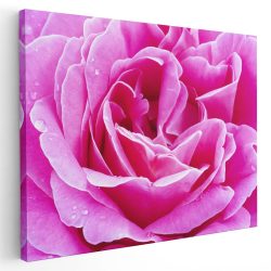 Tablou floare trandafir roz detaliu