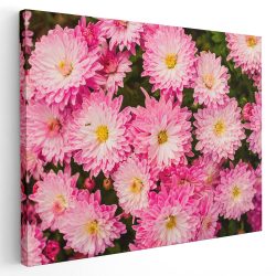 Tablou flori de crizantema roz
