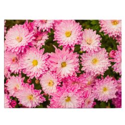 Tablou flori de crizantema rozfront