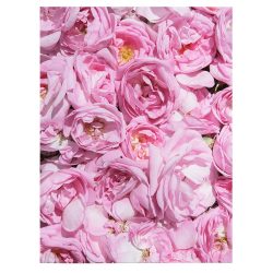 Tablou flori trandafiri roz