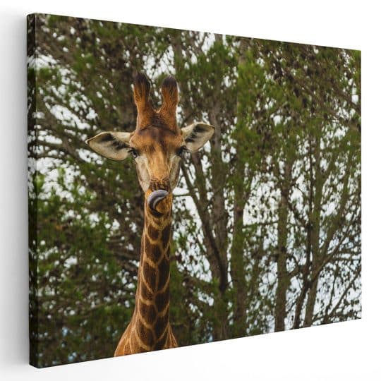 Tablou girafa in savana 3229