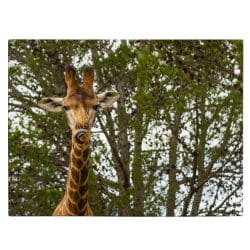 Tablou girafa in savana 3229 front