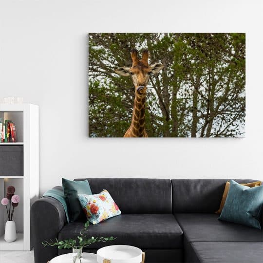 Tablou girafa in savana 3229 living