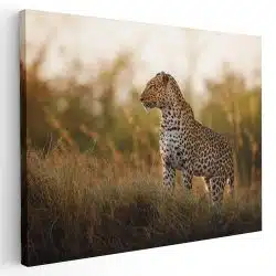 Tablou leopard in natura 3249