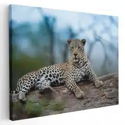 Tablou leopard odihnindu se 3250