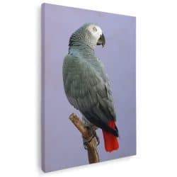 Tablou papagal gri african 3936