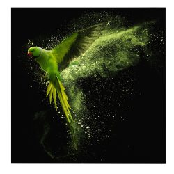 Tablou papagal zburand prin pulbere de praf verde negru 1708 frontal - Afis Poster Tablou papagal verde pulbere pentru living casa birou bucatarie livrare in 24 ore la cel mai bun pret.