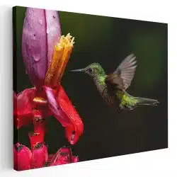 Tablou pasare colibri in zbor langa o floare rosie verde rosu 1602 - Afis Poster Tablou pasare colibri zbor langa flori pentru living casa birou bucatarie livrare in 24 ore la cel mai bun pret.