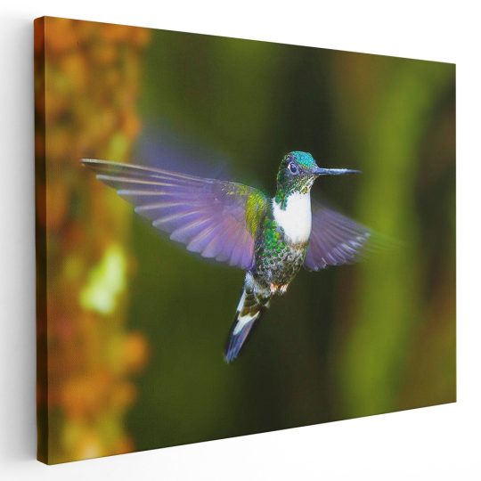 Tablou pasare colibri in zbor mov verde 1590 - Afis Poster tablou pasare colibri in zbor mov pentru living casa birou bucatarie livrare in 24 ore la cel mai bun pret.