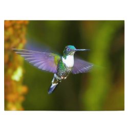 Tablou pasare colibri in zbor mov verde 1590 front - Afis Poster tablou pasare colibri in zbor mov pentru living casa birou bucatarie livrare in 24 ore la cel mai bun pret.