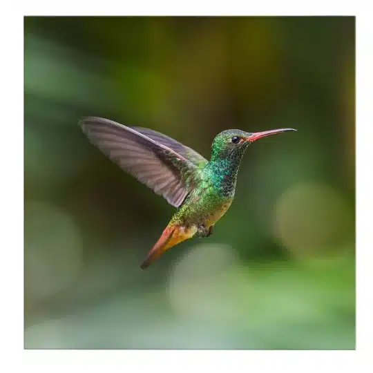 Tablou pasare colibri in zbor verde 2001 frontal - Afis Poster Tablou pasare colibri in zbor verde pentru living casa birou bucatarie livrare in 24 ore la cel mai bun pret.