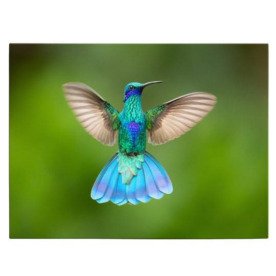 Tablou pasare colibri in zbor verde albastru 1919 front - Afis Poster Tablou pasare colibri in zbor verde albastru pentru living casa birou bucatarie livrare in 24 ore la cel mai bun pret.