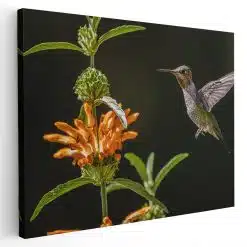 Tablou pasare colibri langa floare 5205