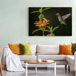 Tablou pasare colibri langa floare 5205 living 1