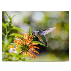 Tablou pasare colibri pe floare 5204 front