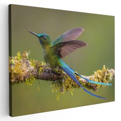 Tablou pasare colibri pe ramura verde albastru 1723 - Afis Poster Tablou pasare colibri pe ramura verde albastru pentru living casa birou bucatarie livrare in 24 ore la cel mai bun pret.