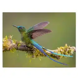 Tablou pasare colibri pe ramura verde albastru 1723 front - Afis Poster Tablou pasare colibri pe ramura verde albastru pentru living casa birou bucatarie livrare in 24 ore la cel mai bun pret.