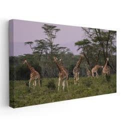 Tablou peisaj savana girafe 3210