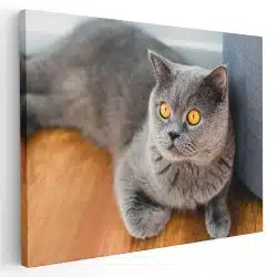 Tablou pisica British Shorthair 4195