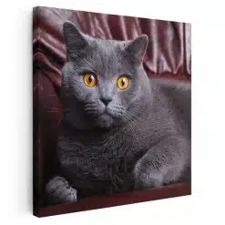 Tablou pisica British Shorthair 4231