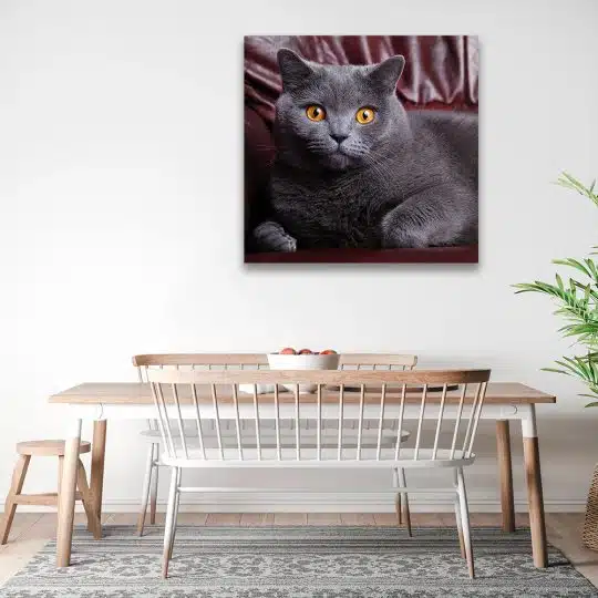 Tablou pisica British Shorthair 4231 bucatarie