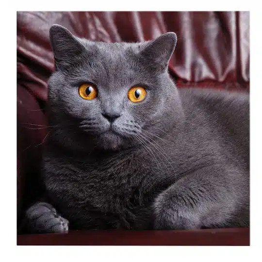 Tablou pisica British Shorthair 4231 front