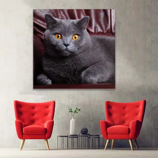 Tablou pisica British Shorthair 4231 hol