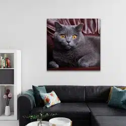 Tablou pisica British Shorthair 4231 living